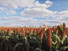 五年堅持,成就不可復制的“汾酒品質護城